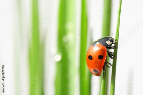 Fototapeta ladybug in grass