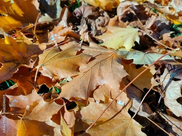 Obraz autumn leaves background