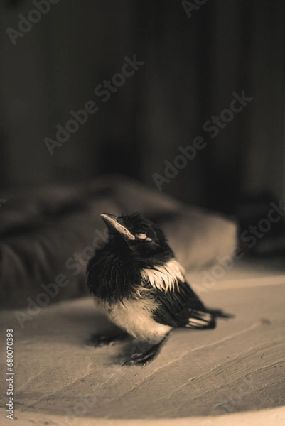 Fototapeta young magpie on a table