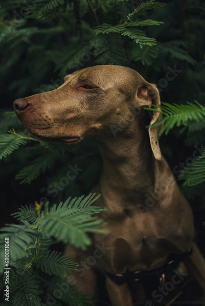 Fototapeta Weimaraner dog among fern