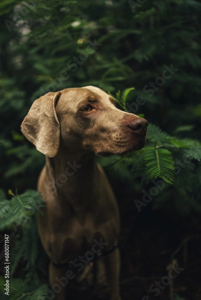 Fototapeta Weimaraner dog among fern