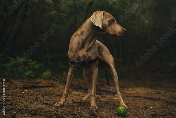 Fototapeta Weimaraner dog in the woods 