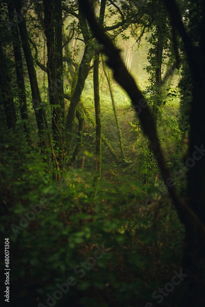 Fototapeta Woods in Galicia
