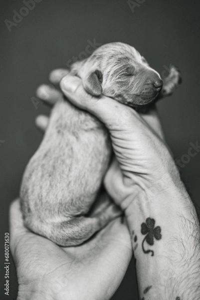 Fototapeta Recently born Weimaraner Puppy in a hand of a man