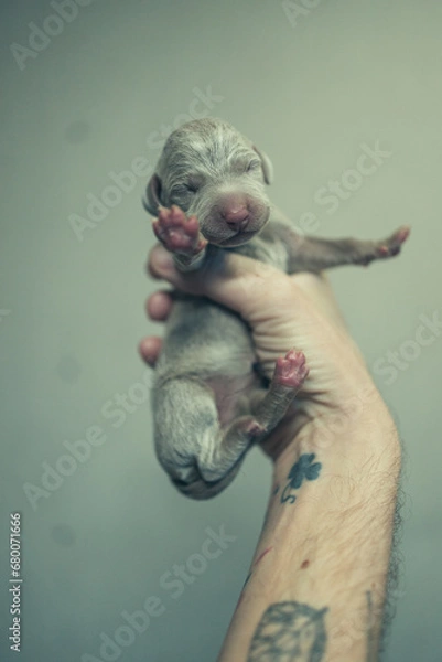 Fototapeta Recently born Weimaraner Puppy in a hand of a man
