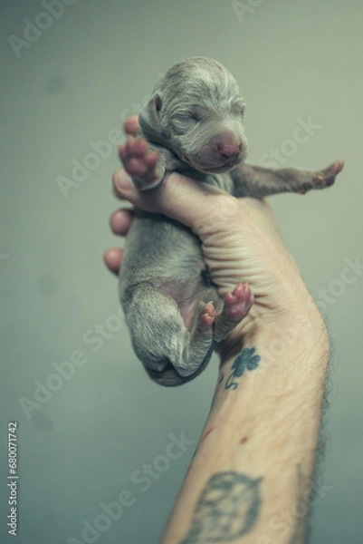 Fototapeta Recently born Weimaraner Puppy in a hand of a man