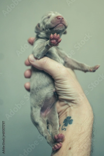 Fototapeta Recently born Weimaraner Puppy in a hand of a man