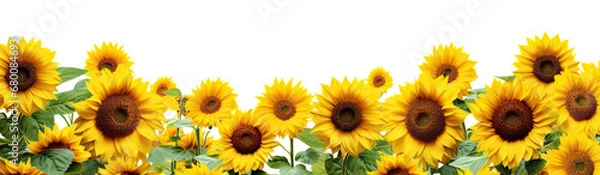 Fototapeta Picturesque sunflower field, cut out