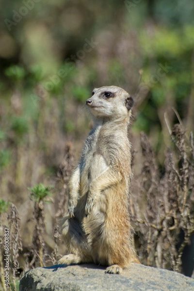 Obraz ミーアキャット