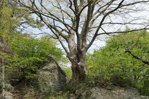 Obraz 秋田七座山にて３４