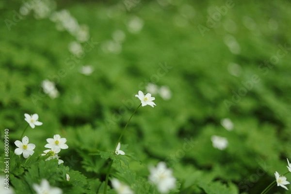 Obraz 秋田七座山にて３２