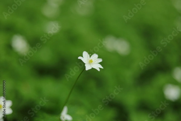 Obraz 秋田七座山にて３１