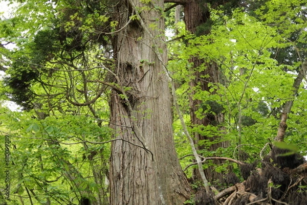 Obraz 秋田七座山にて２４