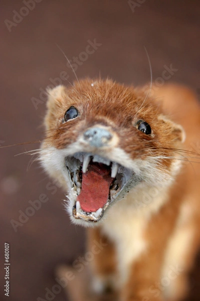 Fototapeta Ugryź mnie