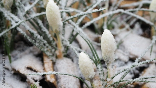 Obraz White crocuses covered with snow in Spring, spring crocuses under snow, winter meets spring
