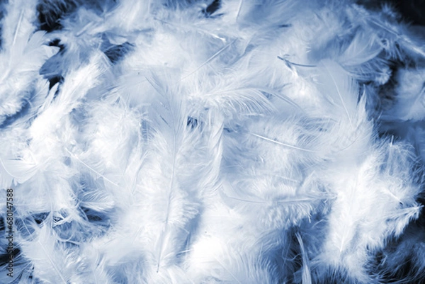 Fototapeta Blue feather pattern background texture