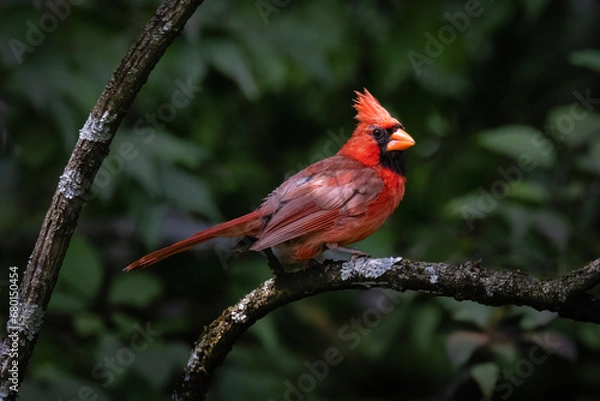 Fototapeta red cardinal on a branch