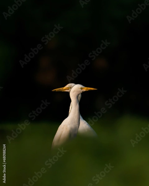 Obraz Double headed erget