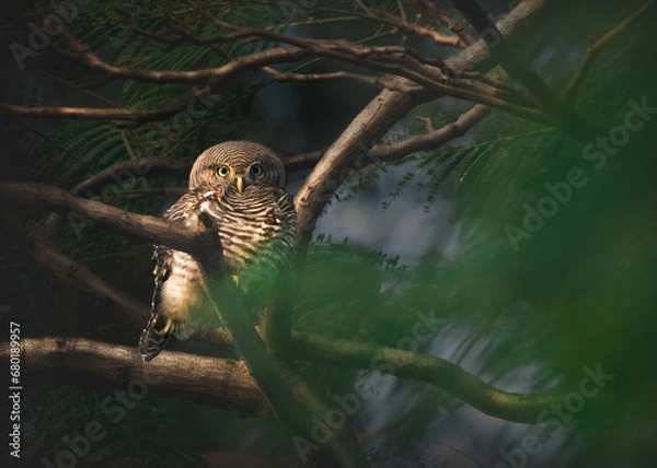 Obraz Jungle owlet
