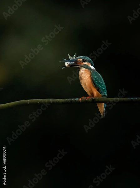 Obraz Kingfisher's world