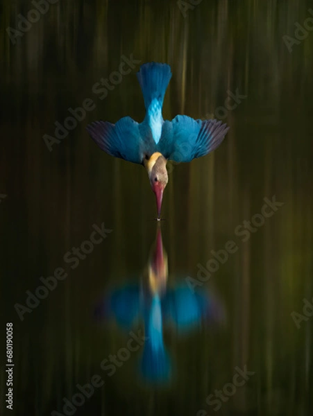 Obraz Kingfisher's world