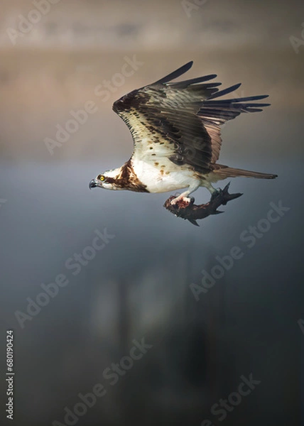 Obraz Osprey in action