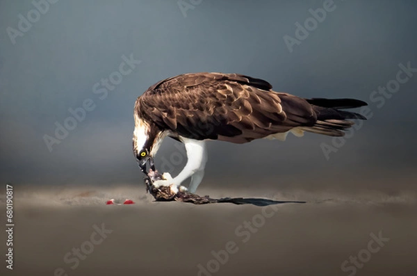 Obraz Osprey in hunt