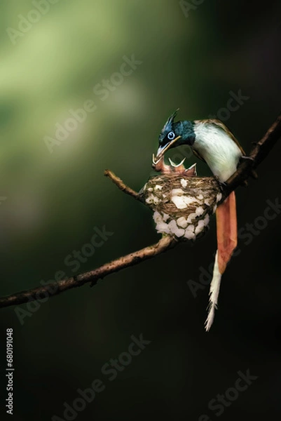 Obraz Indian paradise