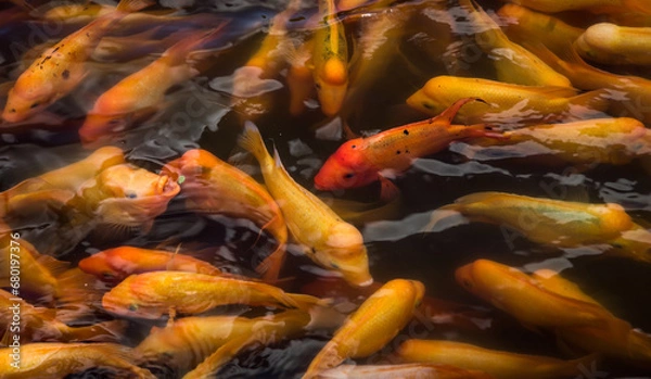 Fototapeta Hawaii koi fish in the pond