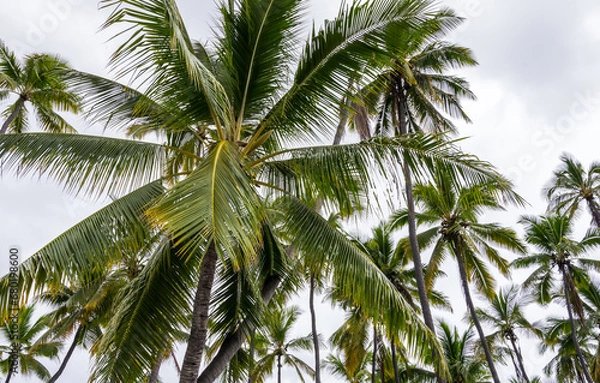 Fototapeta Hawaii coconut palm tree