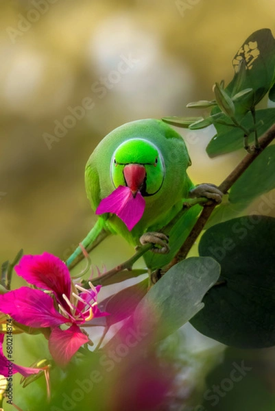 Obraz Rose ringed parakeet