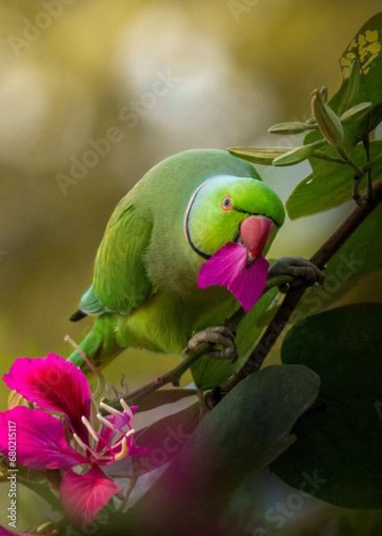 Obraz Rose ringed parakeet