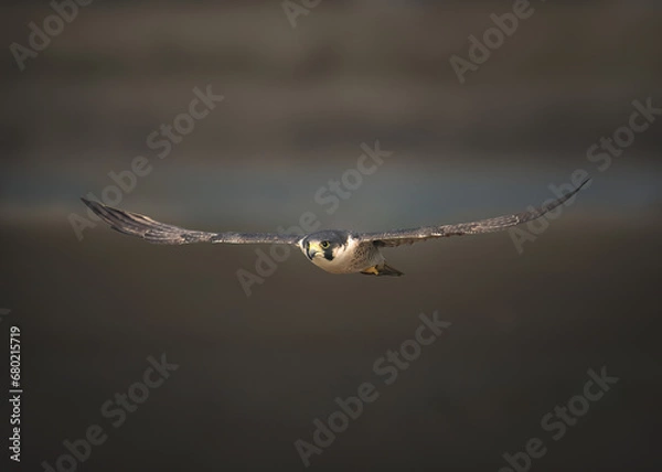 Obraz Perigrin falcon