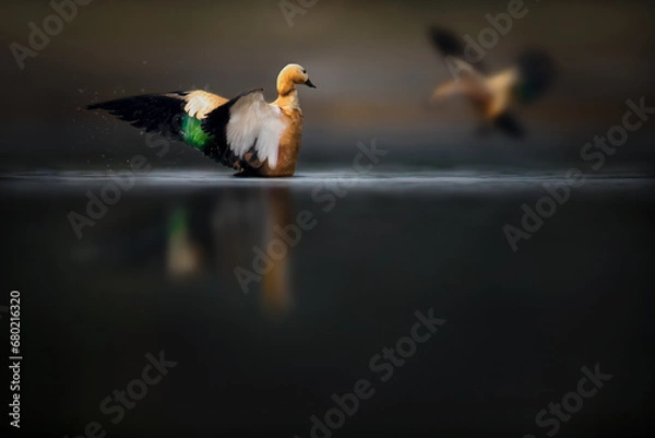 Obraz Common shelduck bird