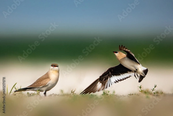 Obraz Cute pratincole