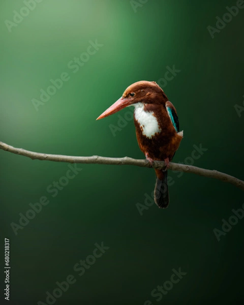 Obraz Kingfisher's world