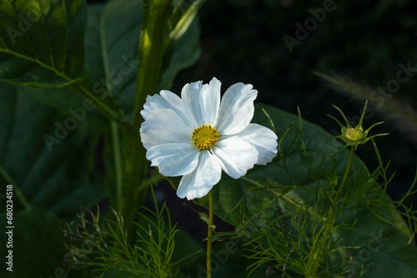 Obraz Cosmo Blume