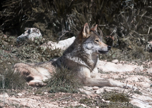 Obraz Canis lupus signatus. Iberian wolf in the forests of Spain
