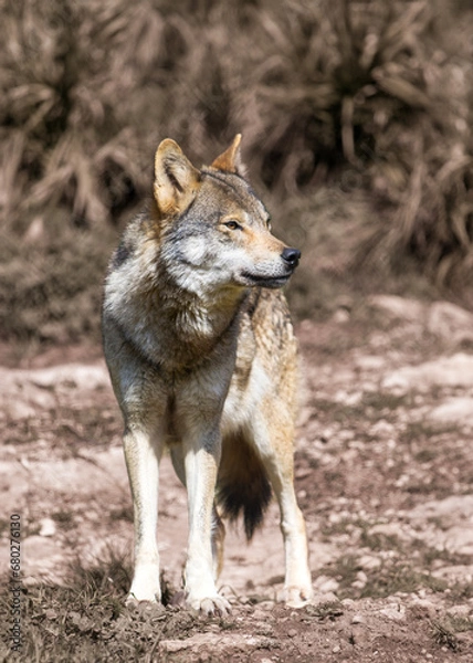 Obraz Canis lupus signatus. Iberian wolf in the forests of Spain