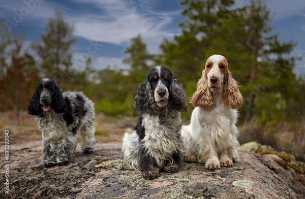 Fototapeta Portrait of English Cocker spaniels. Three dogs stand on a rocky ledge and look into the frame. Trees and the sky with clouds are visible in the background. Karelia. Lake Ladoga.