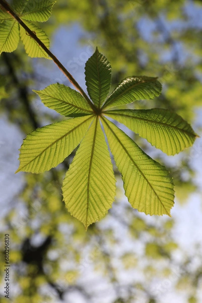 Obraz Kastanienblatt im Sonnenlicht