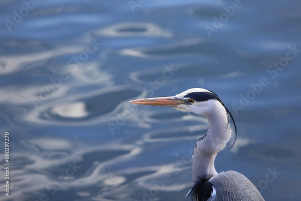 Obraz Graureiher am Wasser