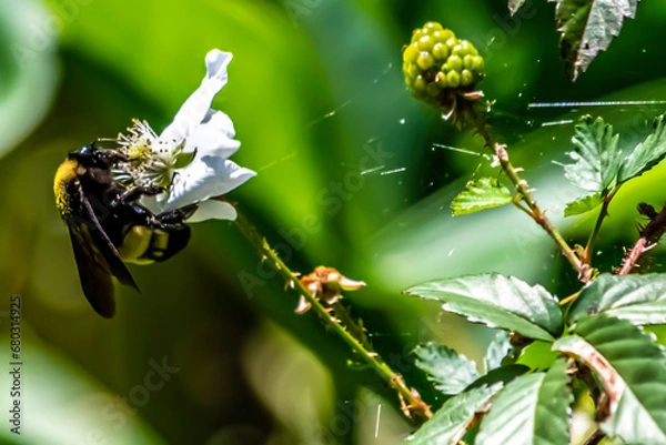 Obraz bee on a flower