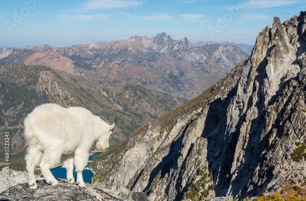 Obraz Mountain goat