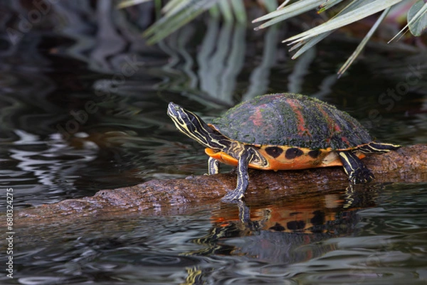 Obraz Florida Red-bellied Turtle