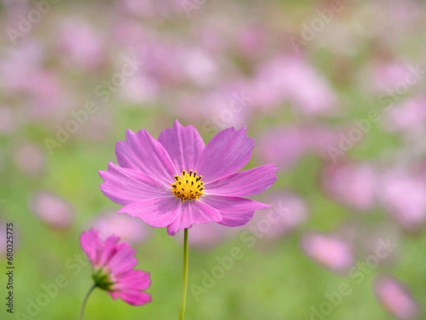 Fototapeta 満開のコスモス畑