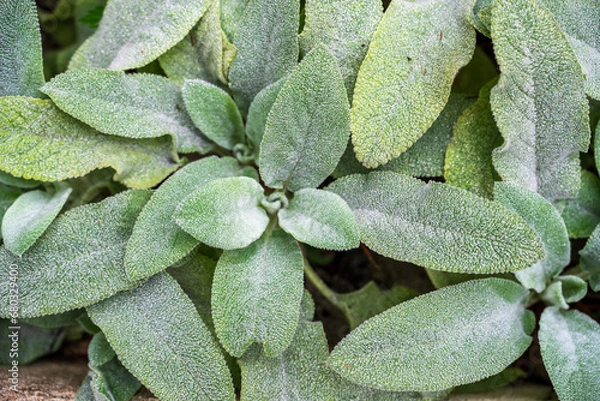 Obraz green leaves in the garden