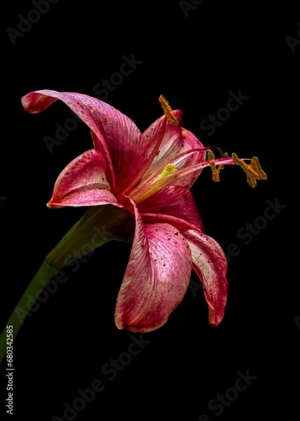 Fototapeta Shown in Shadows