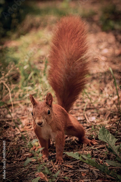 Obraz A bright, red, fluffy squirrel in a wild forest. A wild forest through which a red, fluffy squirrel moves.