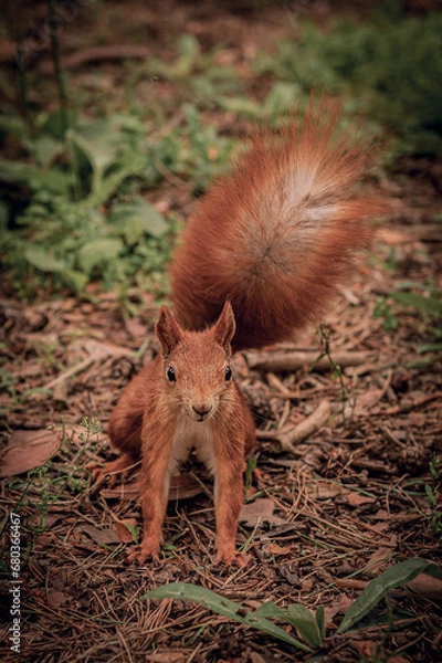 Obraz A bright, red, fluffy squirrel in a wild forest. A wild forest through which a red, fluffy squirrel moves.